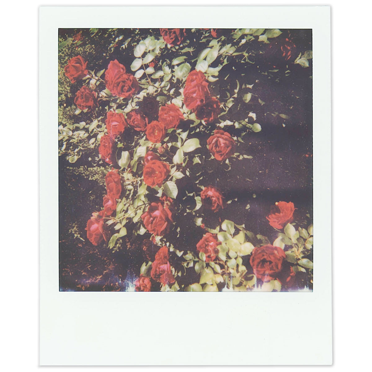 Romantic Dreamscape by Danielle Dahl for Eight Frames