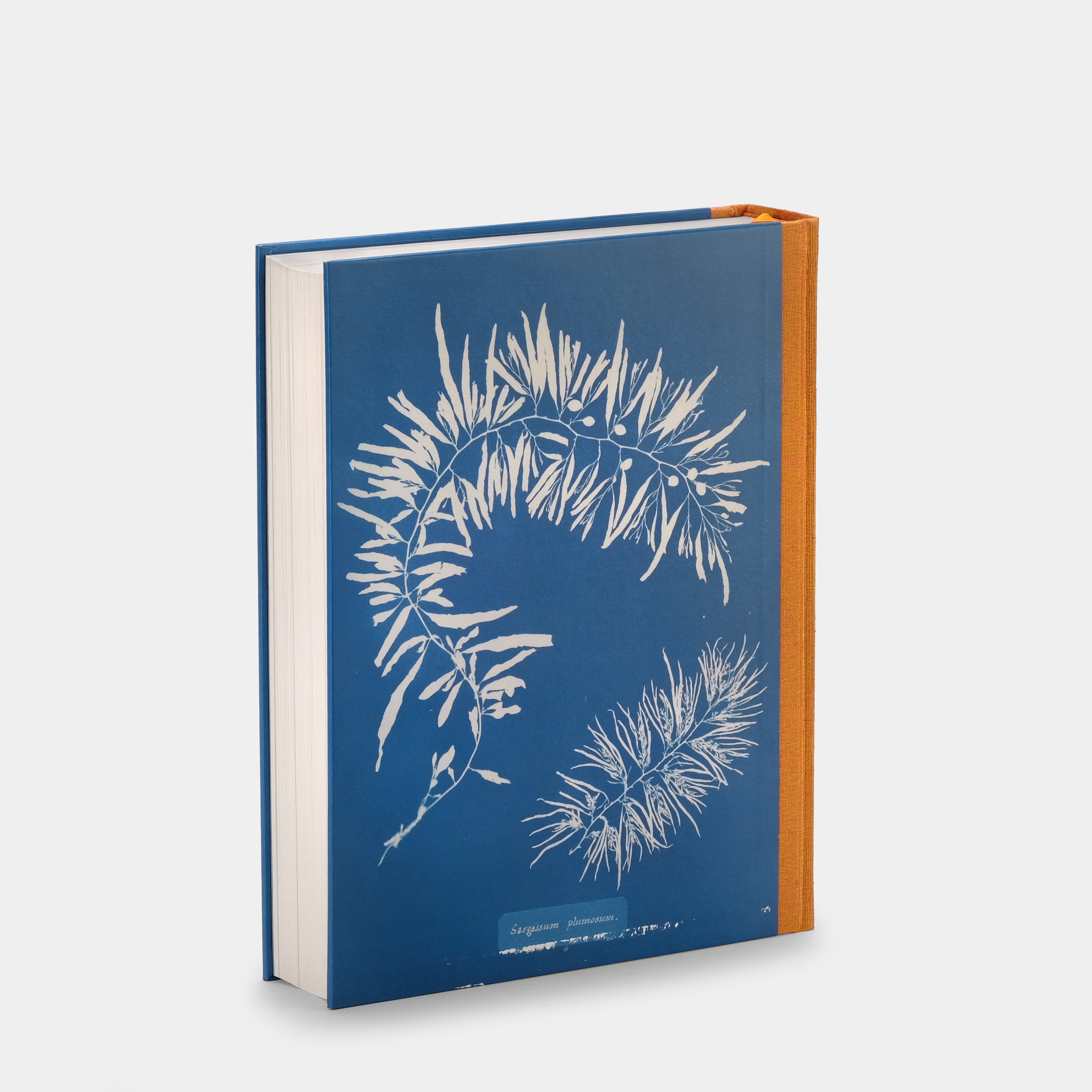 Anna Atkins: Cyanotypes Taschen Book