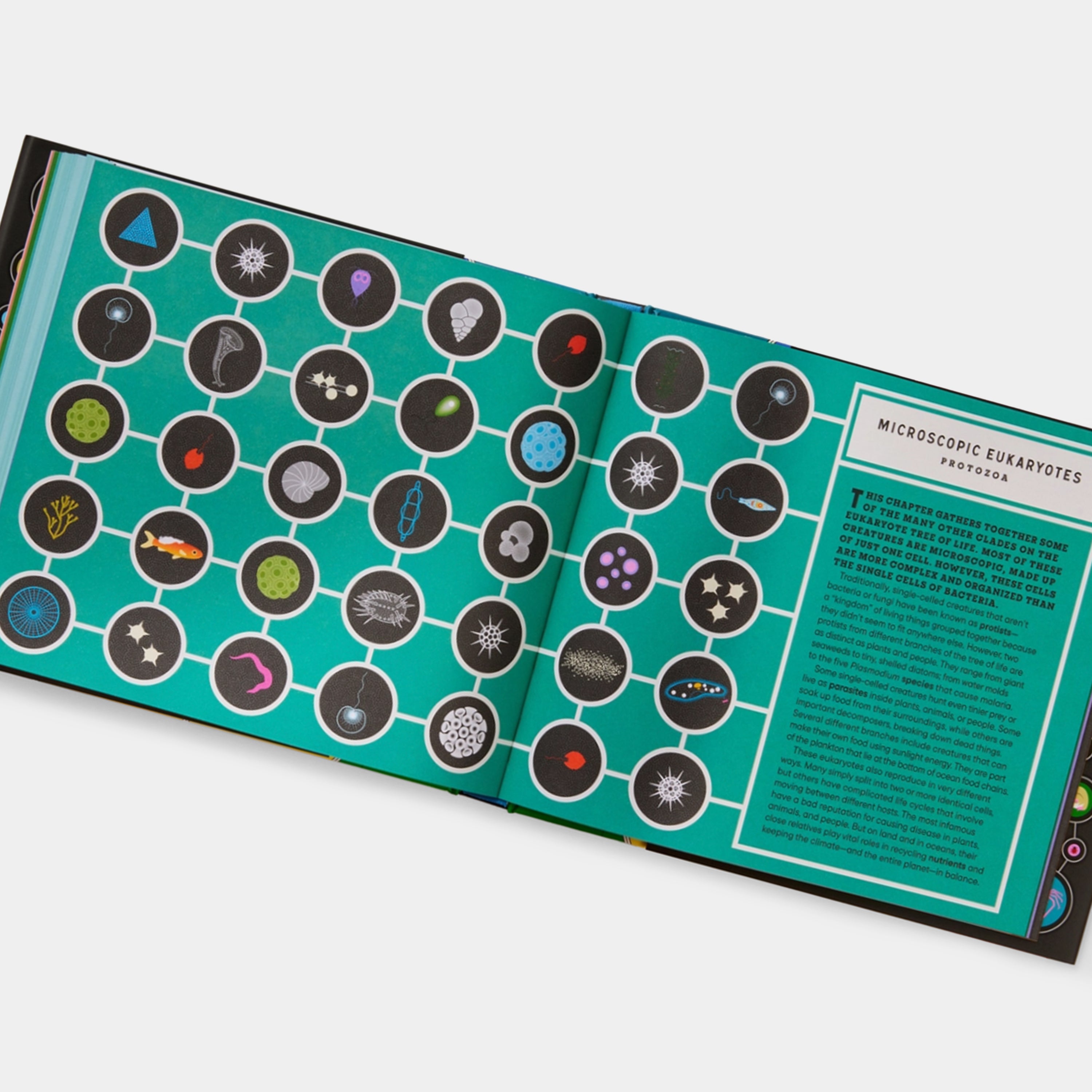 Full of Life: Exploring Earth's Biodiversity Phaidon Book