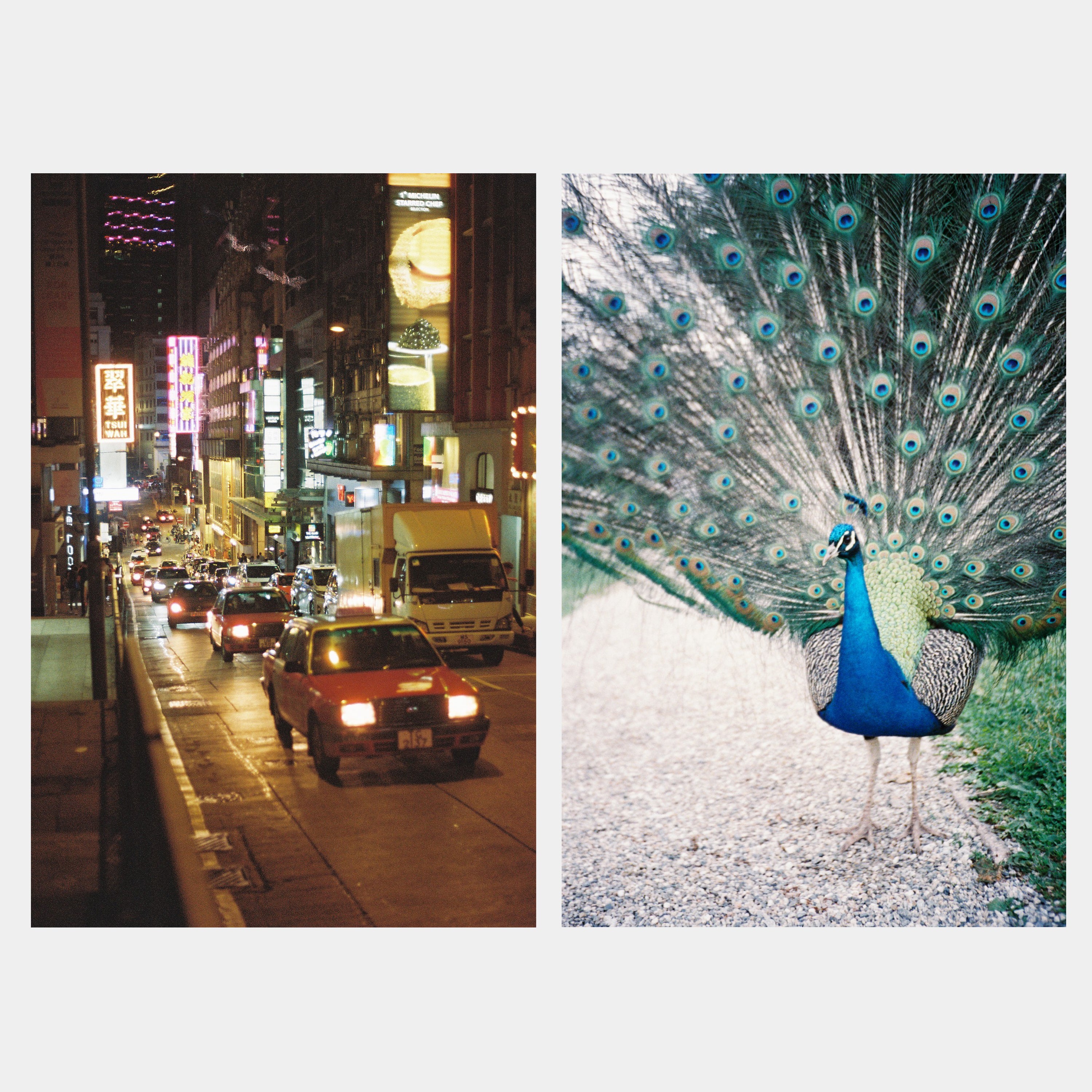 Lomography Color Negative 800 35mm Film (36 Exposures) - 3 Pack