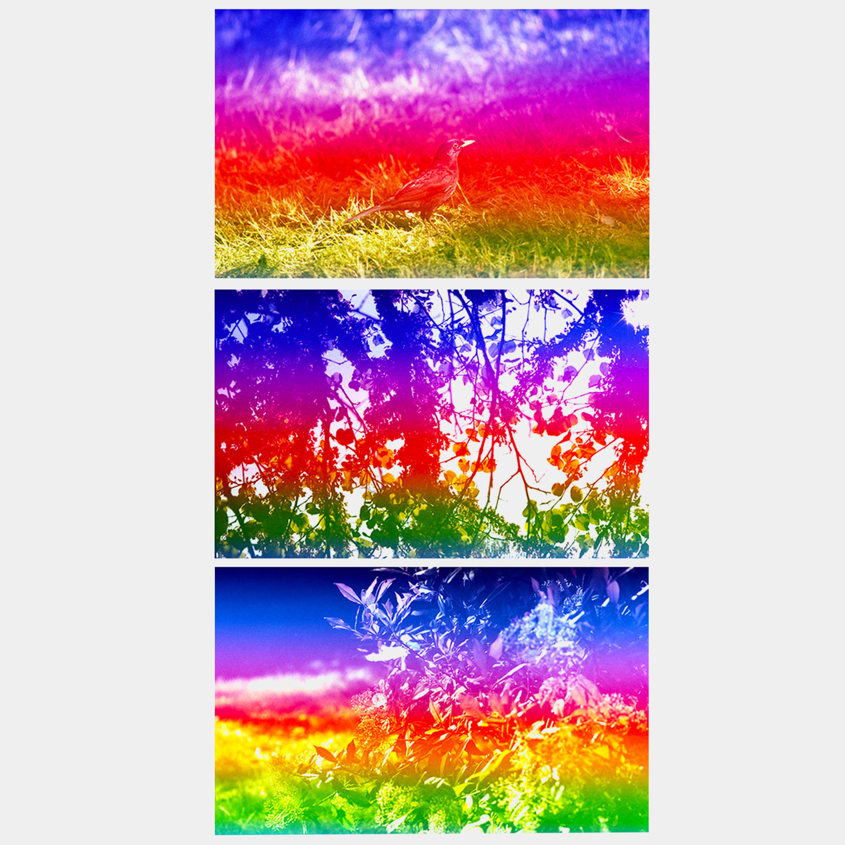 Yodica Pegasus Color 35mm Film (36 Exposures)