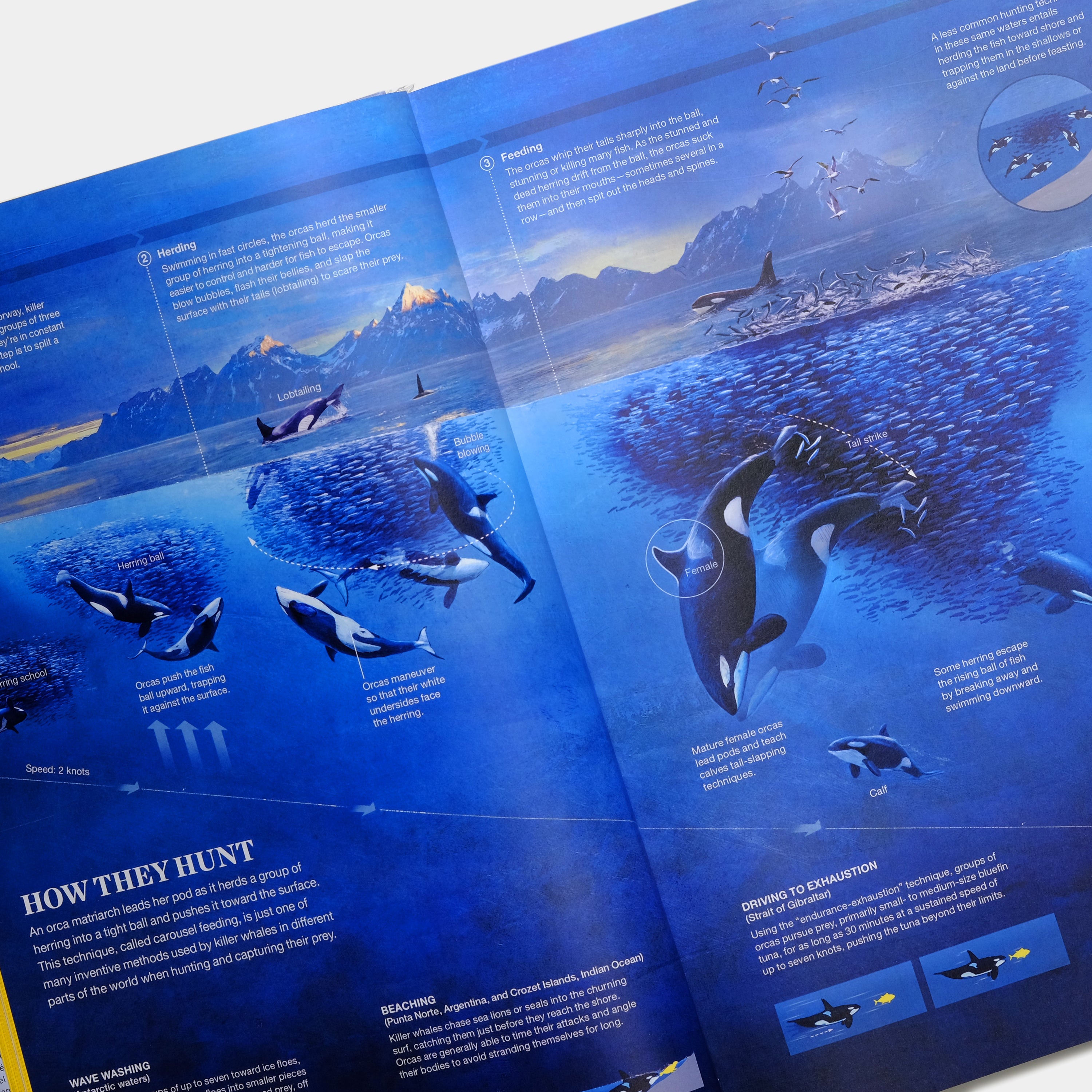 National Geographic Infographics XL Taschen Book