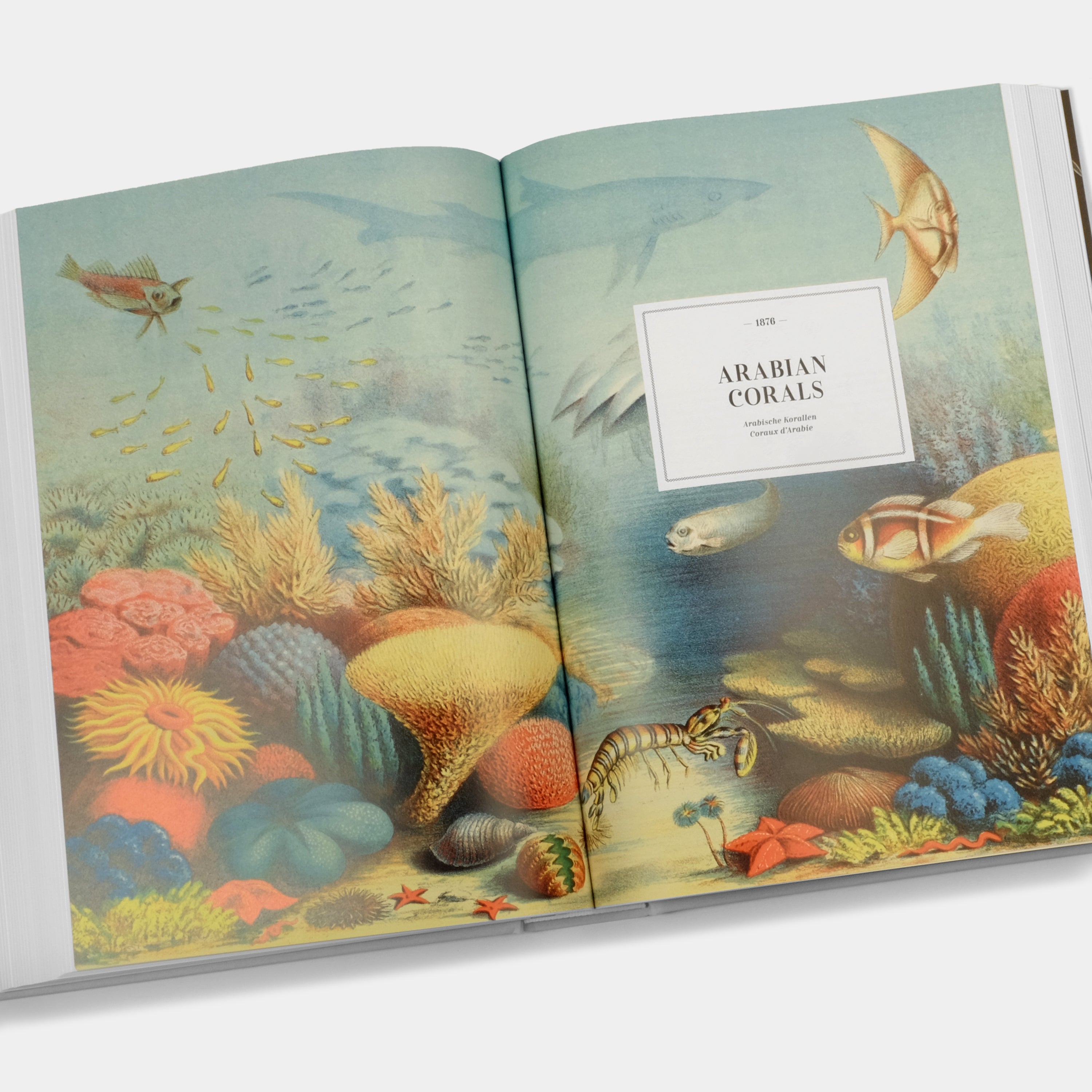 The Art and Science of Ernst Haeckel XXL Taschen Book