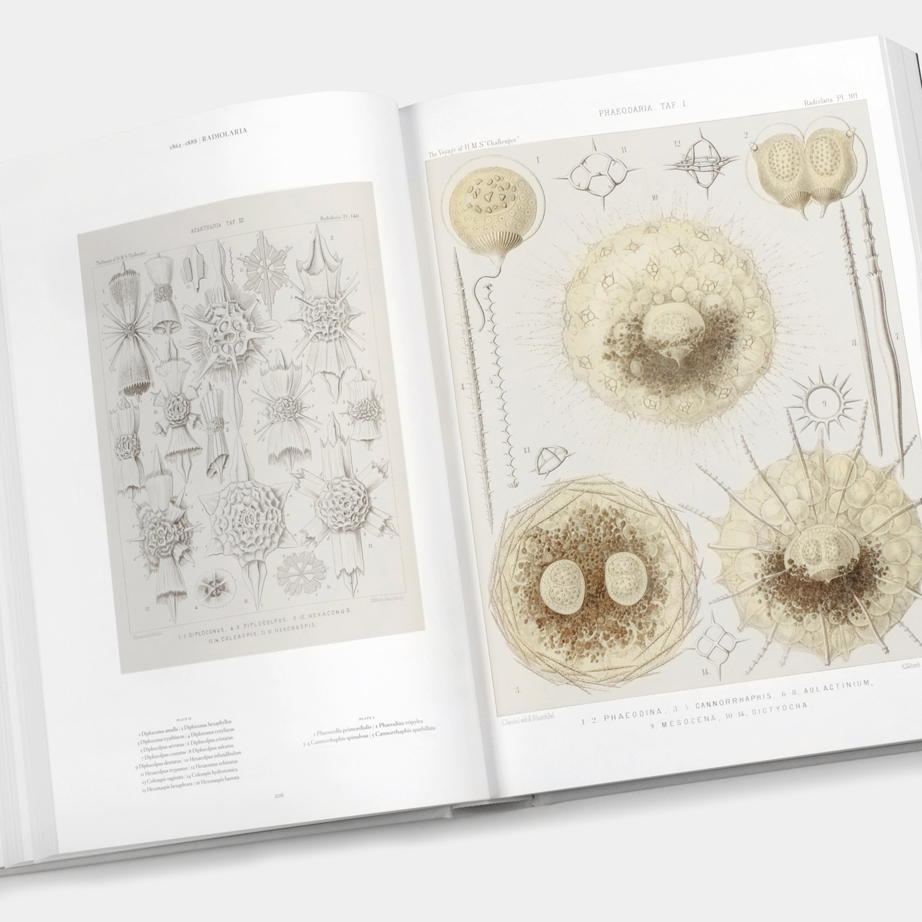 The Art and Science of Ernst Haeckel XXL Taschen Book