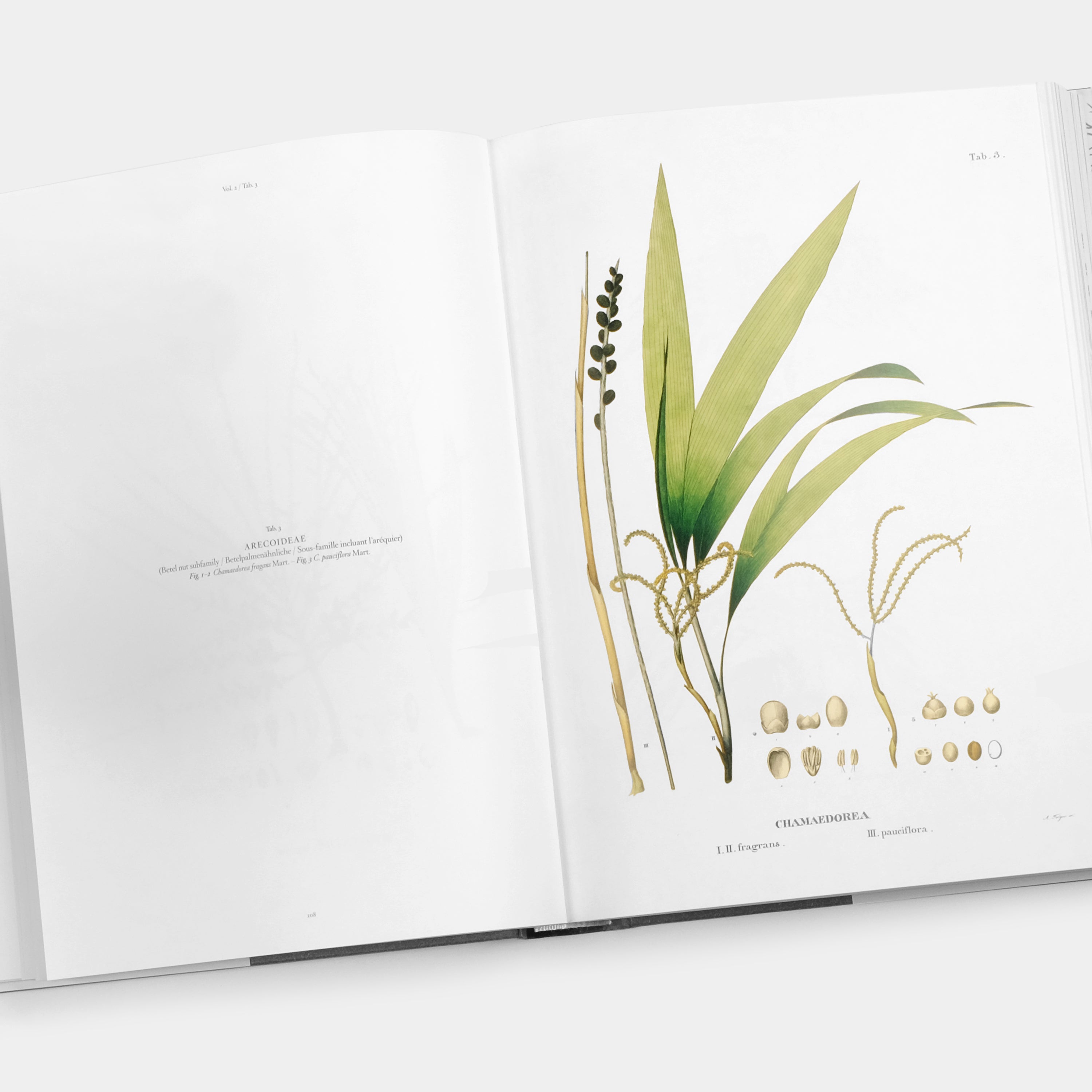 Martius: The Book of Palms by H. Walter Lack XL Taschen Book