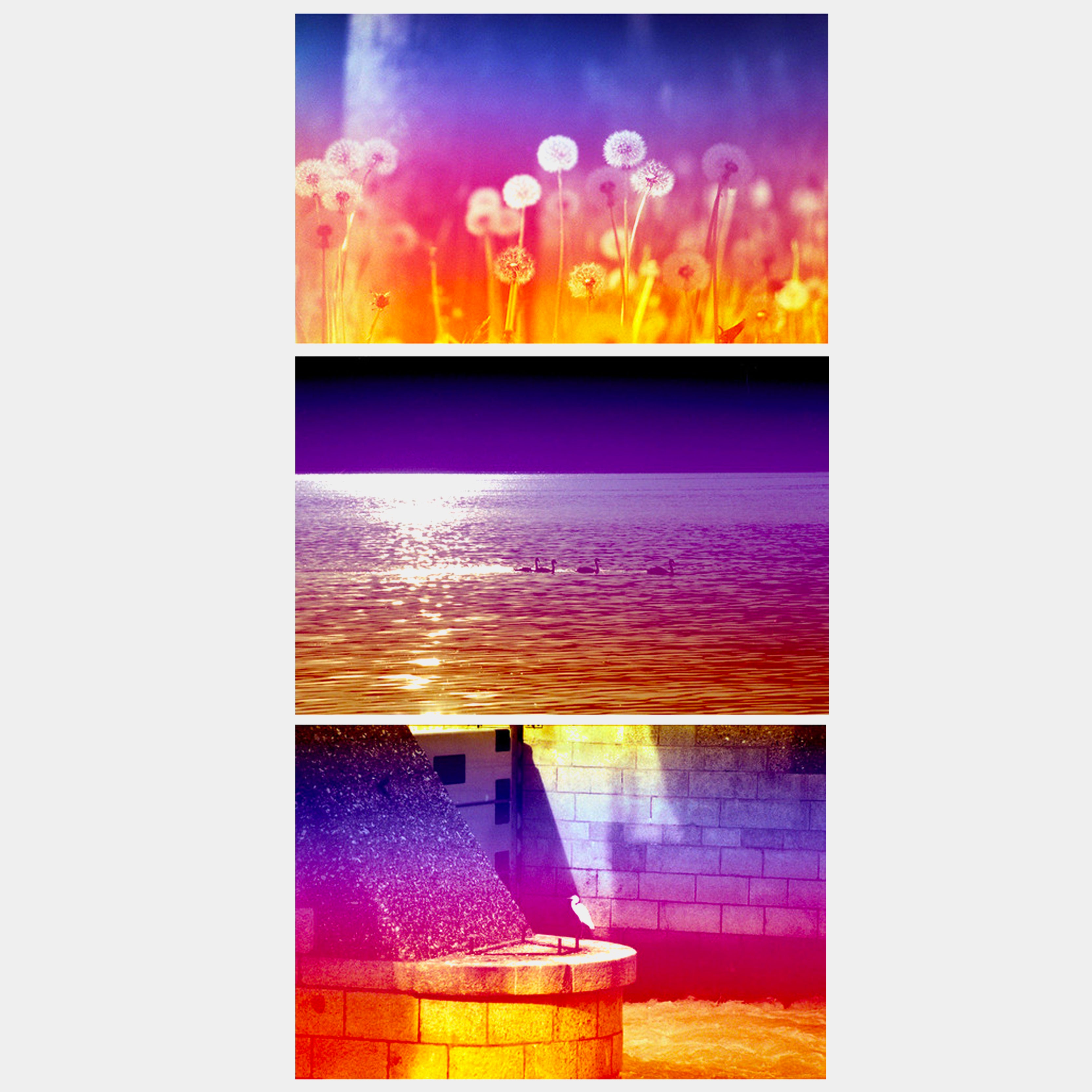 Yodica Vega Color 35mm Film (36 Exposures)