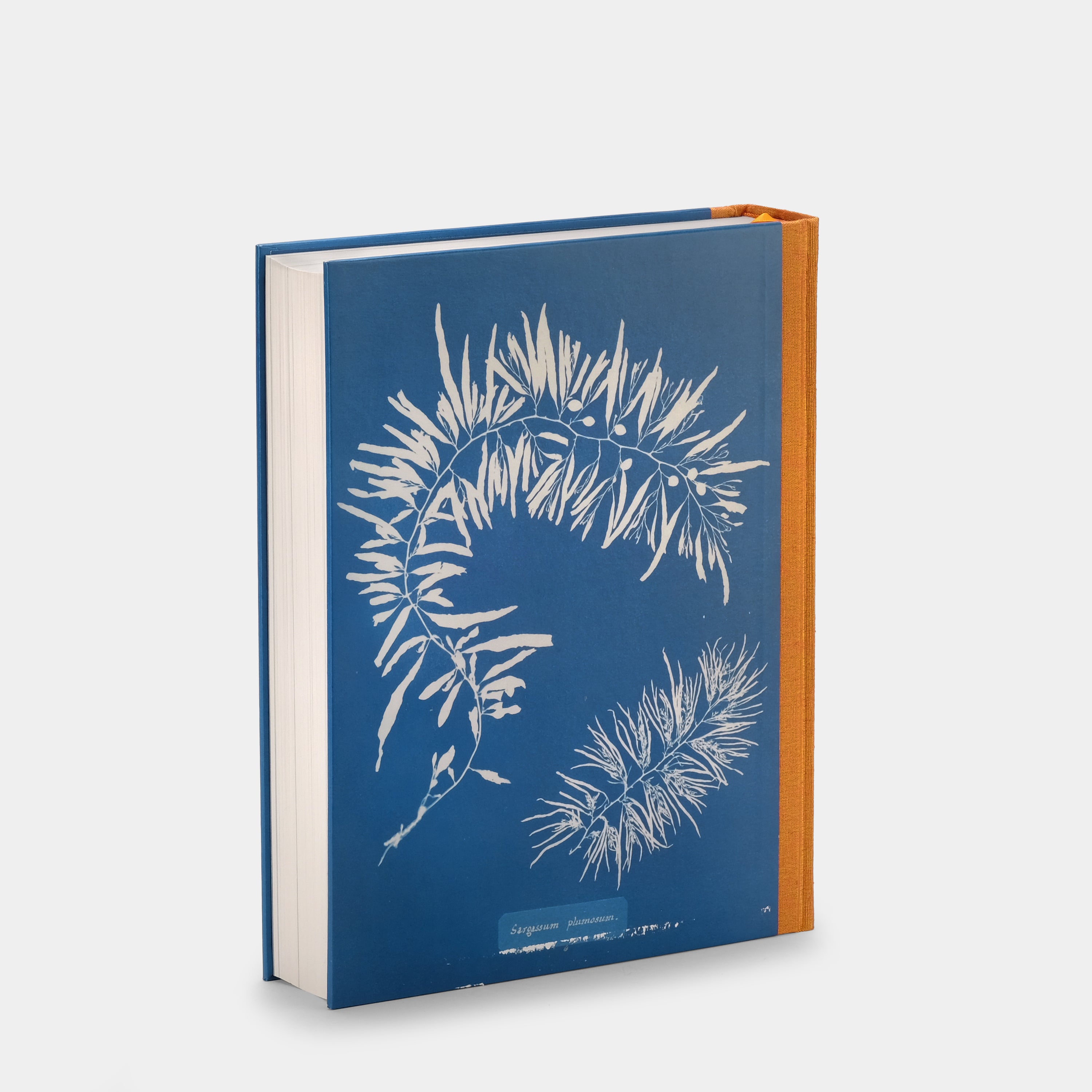 Éditions TASCHEN: Anna Atkins. Cyanotypes
