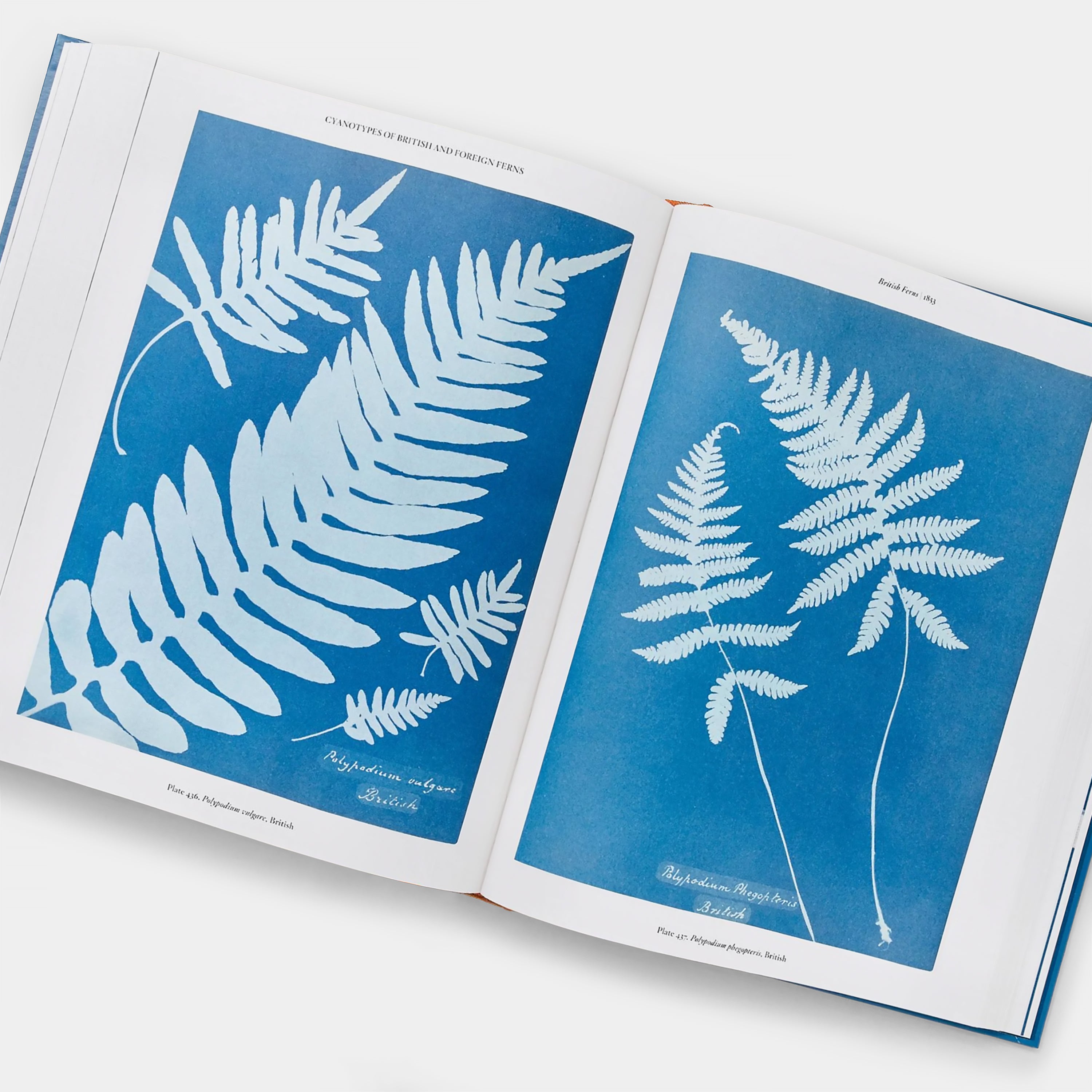 Anna Atkins: Cyanotypes Taschen Book