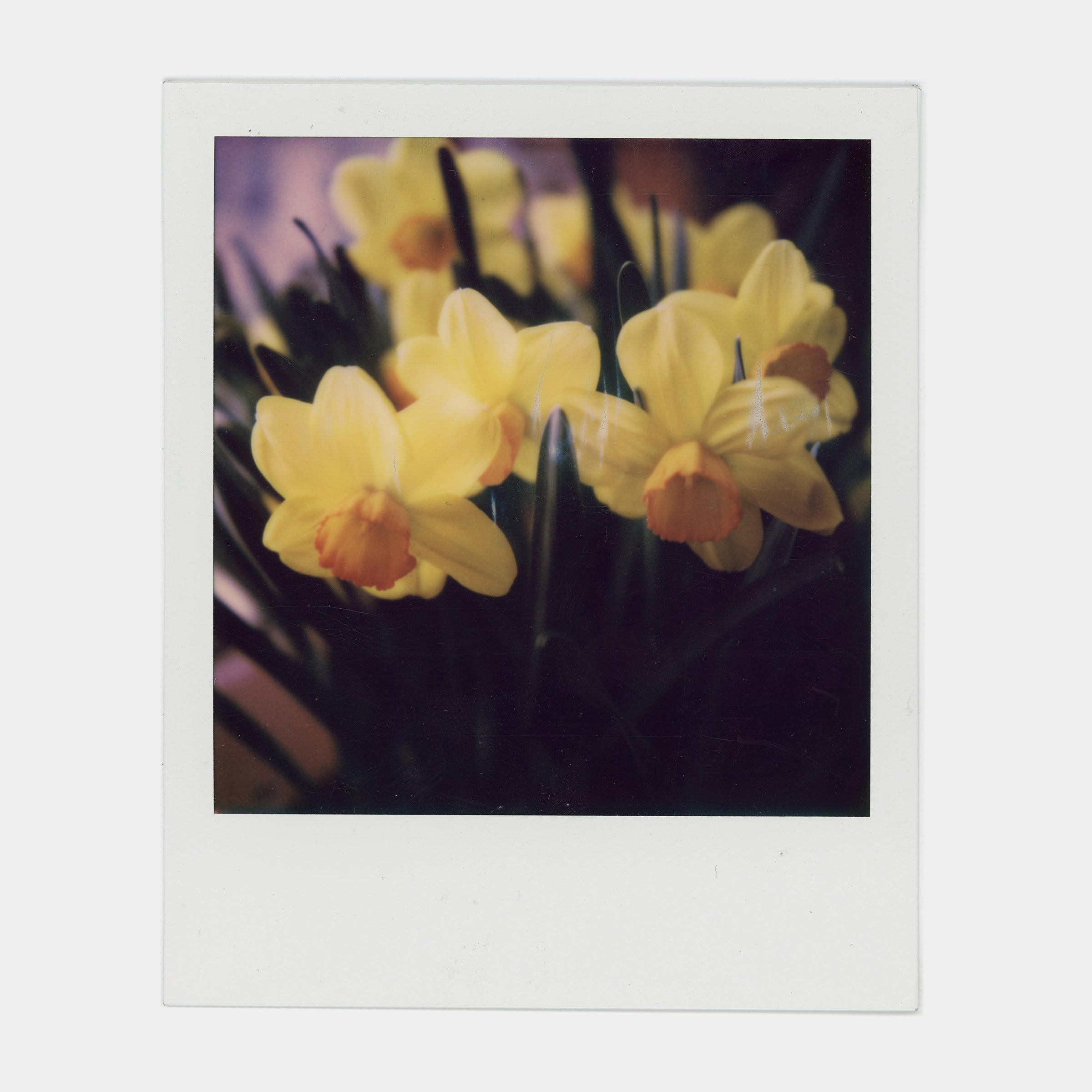 Polaroid Color 600 Instant Film - Parallax Photographic Coop