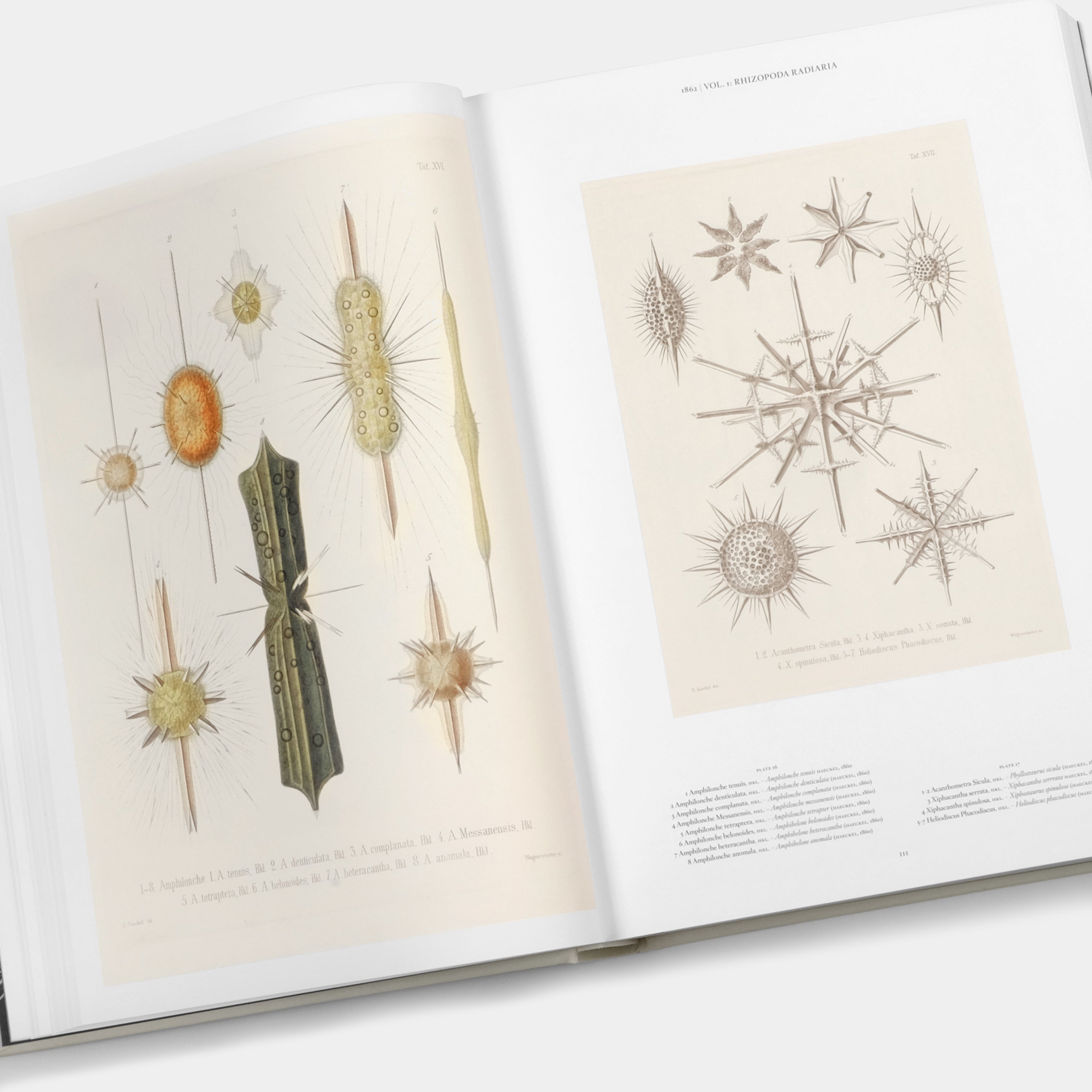 The Art and Science of Ernst Haeckel XXL Taschen Book