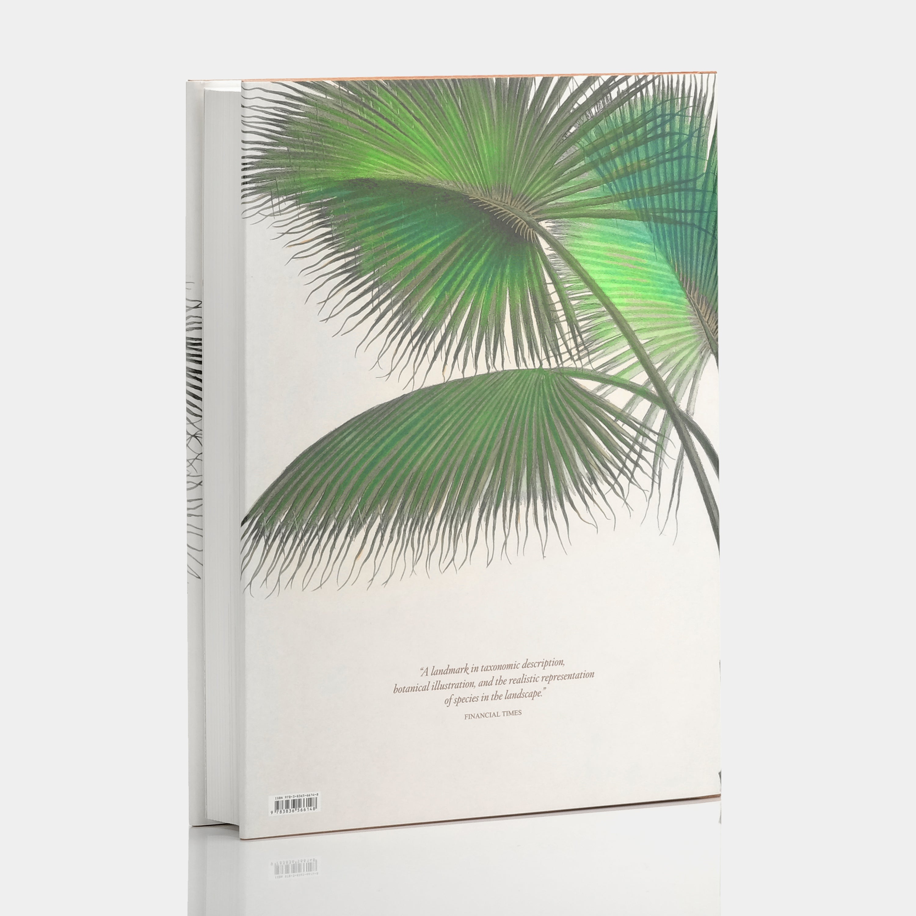 Martius: The Book of Palms by H. Walter Lack XL Taschen Book