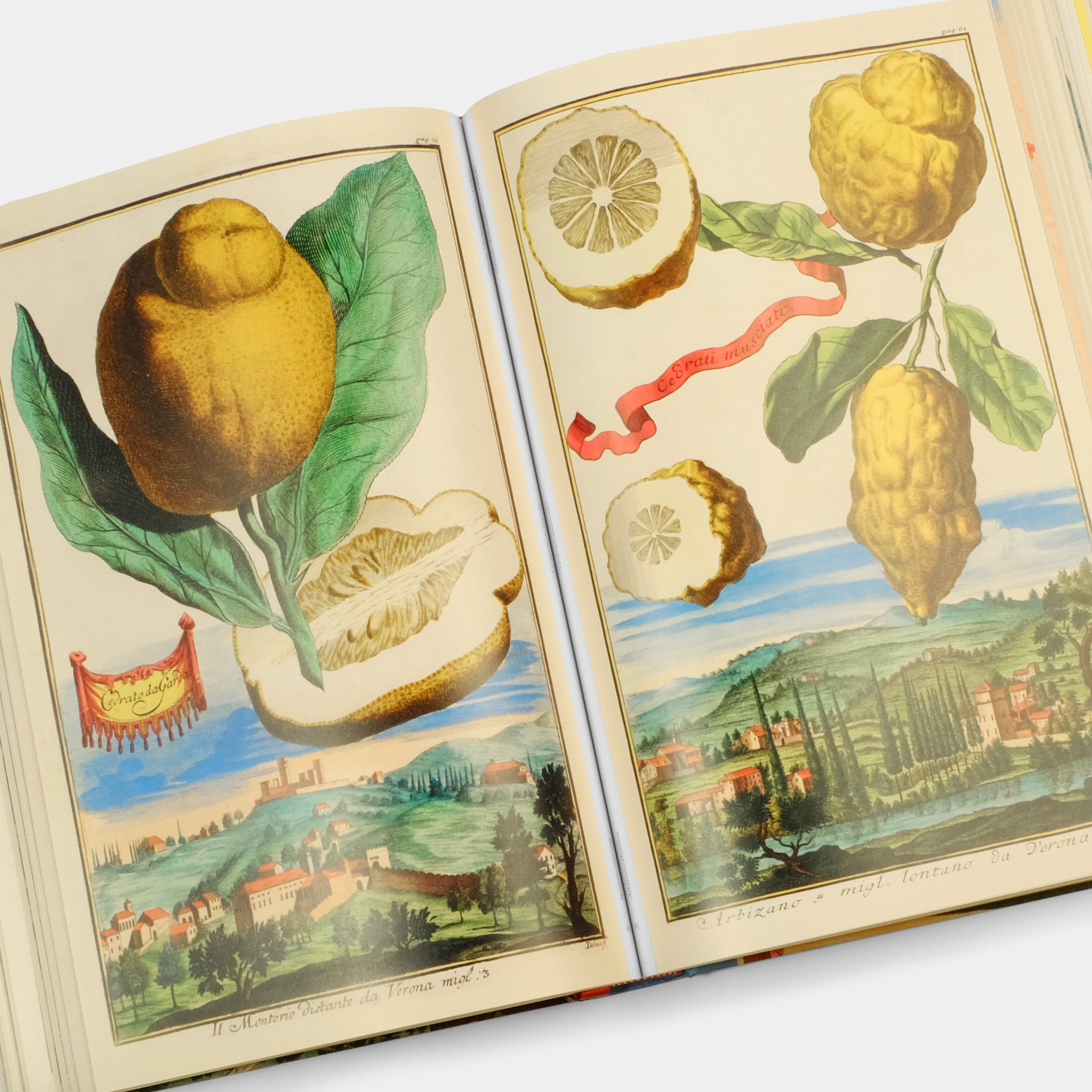 J. C. Volkamer: The Book of Citrus Fruits by Iris Lauterbach XXL Taschen Book